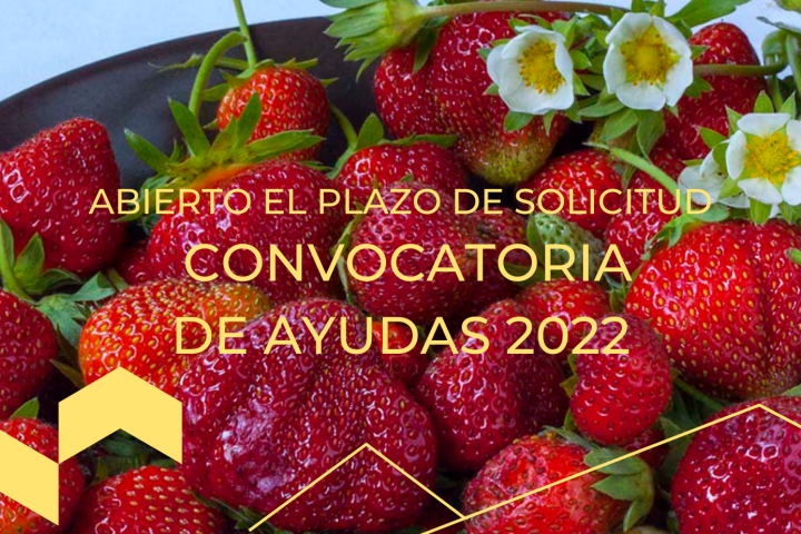 convocatoria 2022